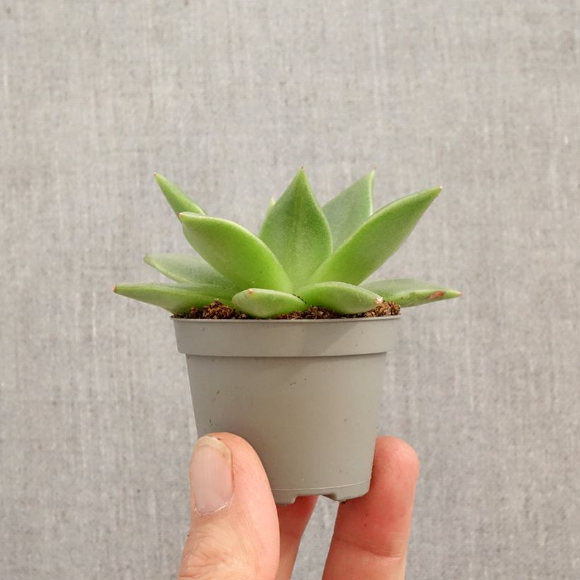 Echeveria agavoides mini-pianta esemplare consegnato in primavera