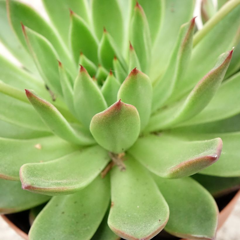 Echeveria agavoides (Foliage)