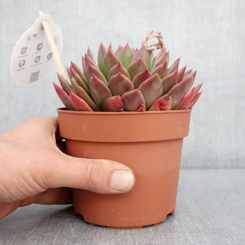 Echeveria agavoides Pot de 1L/1,5L esemplare consegnato in inverno