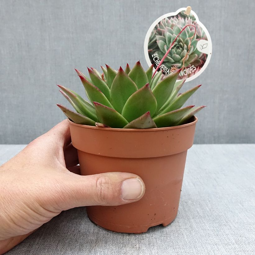 Example of Echeveria agavoides Vaso da 1L/1,5L as you get in printemps