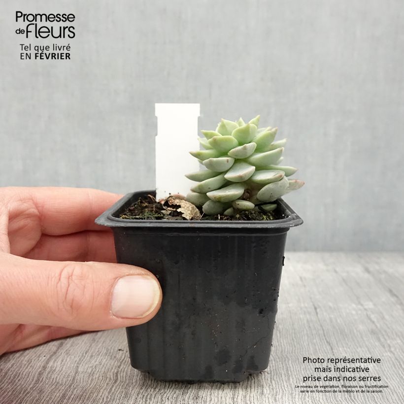 Echeveria derenbergii  Godet de 8/9 cm esemplare consegnato in inverno