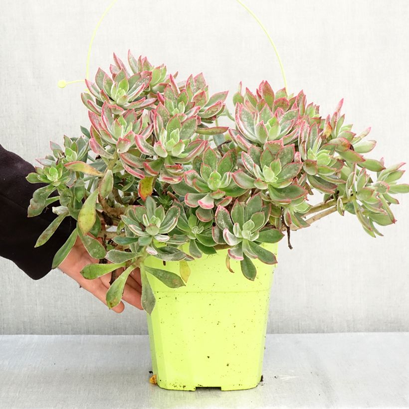 Esemplare di Echeveria Devotion Vaso da 3L/4L come consegnato in autunno