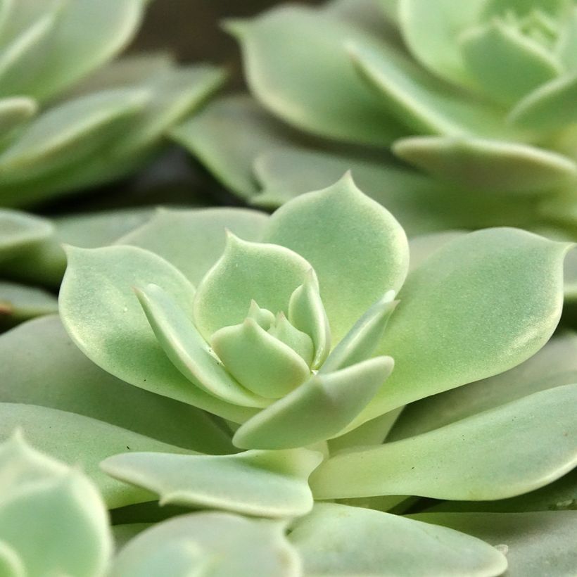 Echeveria Lola (Fogliame)
