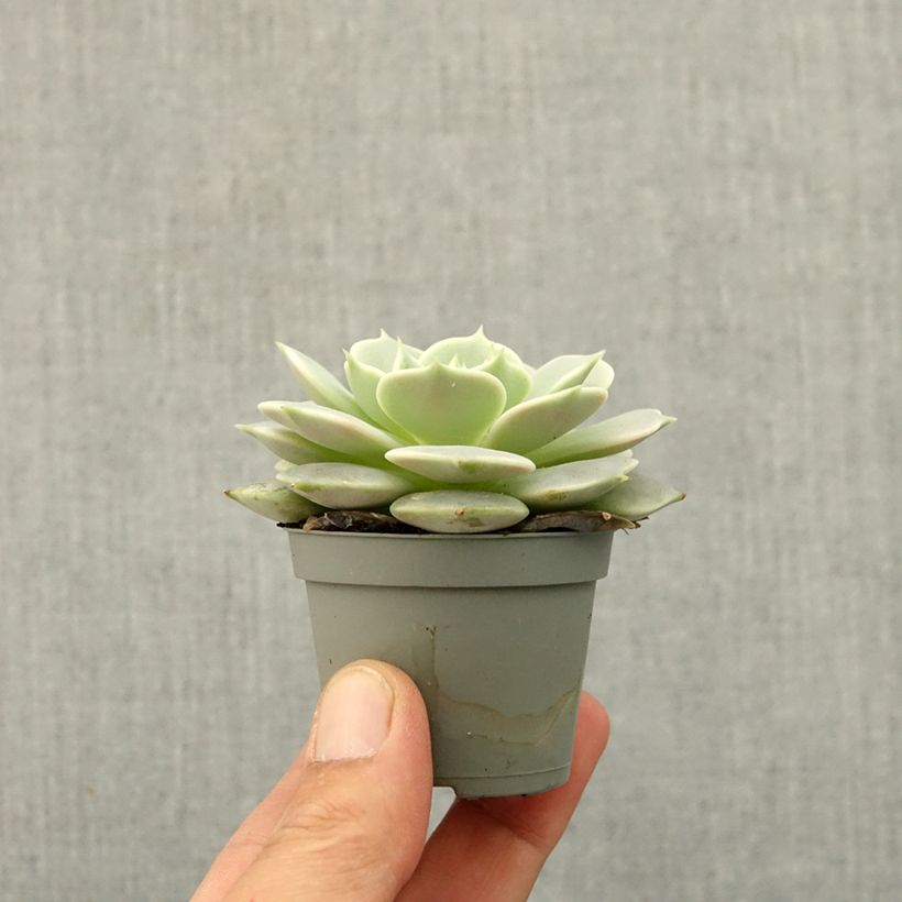 Echeveria Lola mini-pianta esemplare consegnato in primavera