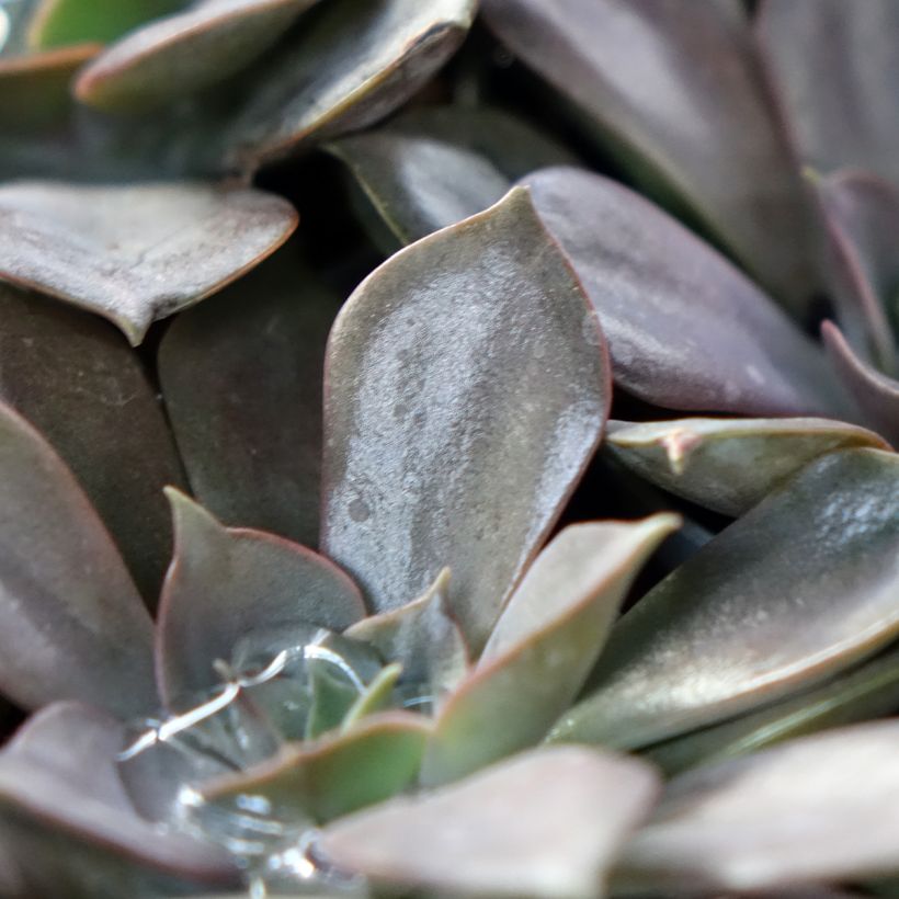 Echeveria Nina (Fogliame)