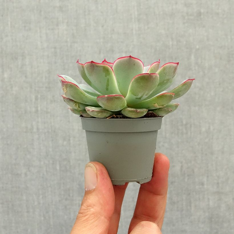 Echeveria pulidonis Mini-plante esemplare consegnato in primavera