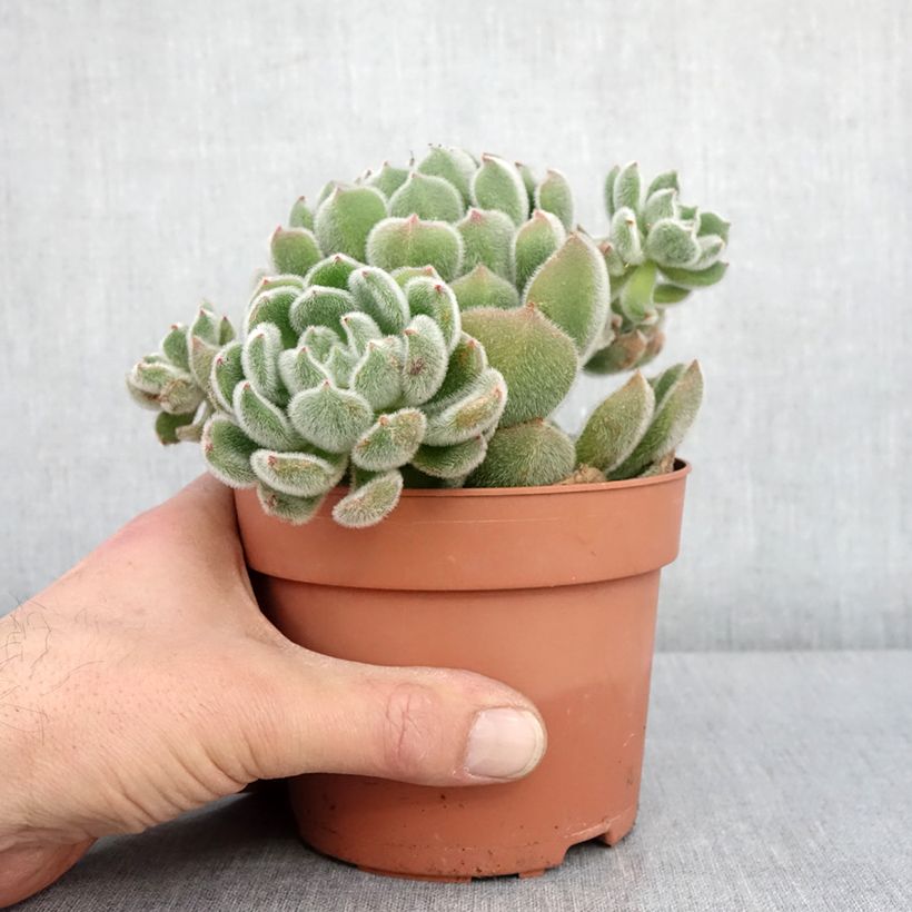 Echeveria setosa Pot de 1L/1,5L esemplare consegnato in inverno