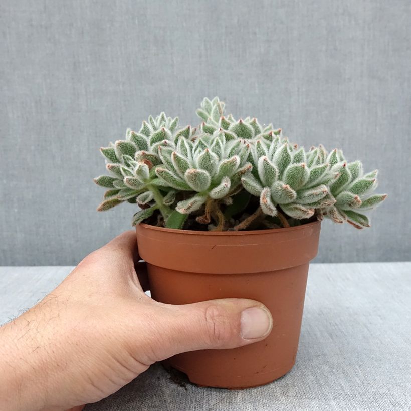 Echeveria setosa Vaso da 1L/1,5L esemplare consegnato in primavera