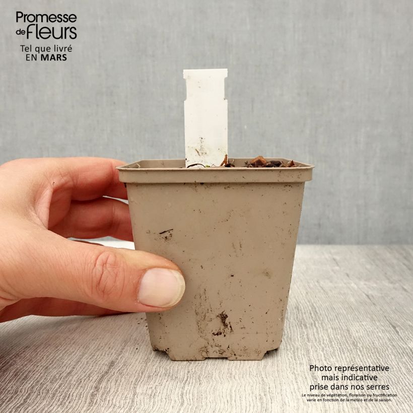 Echinacea angustifolia - Echinacea Vasetto da 8/9 cm esemplare consegnato in primavera