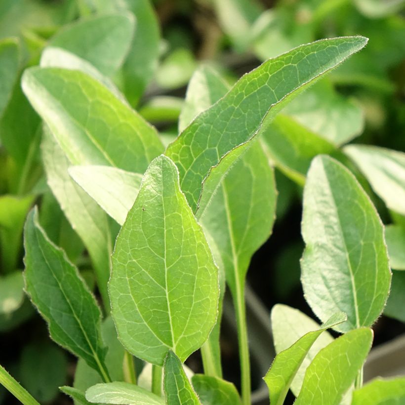 Echinacea purpurea Butterfly Kisses (Fogliame)