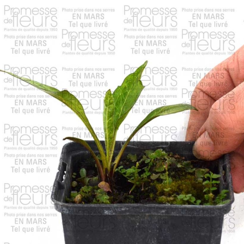 Esempio di esemplare Echinacea purpurea Catharina Vasetto da 8/9 cm come consegnato