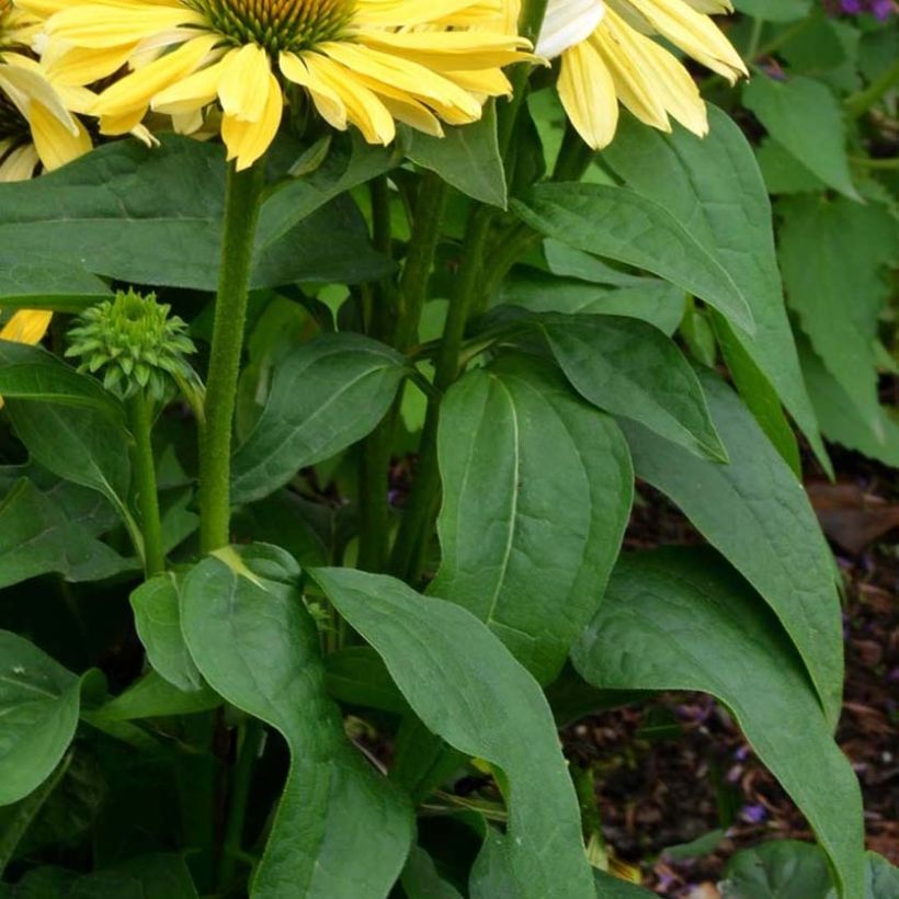 Echinacea purpurea Chiquita (Fogliame)
