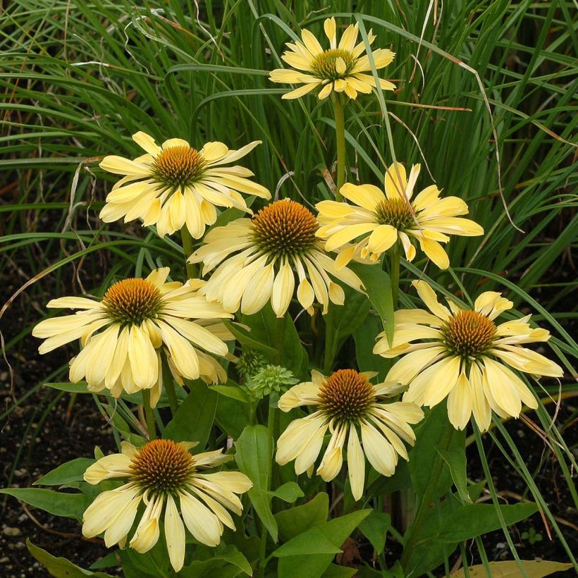Echinacea purpurea Chiquita (Fioritura)
