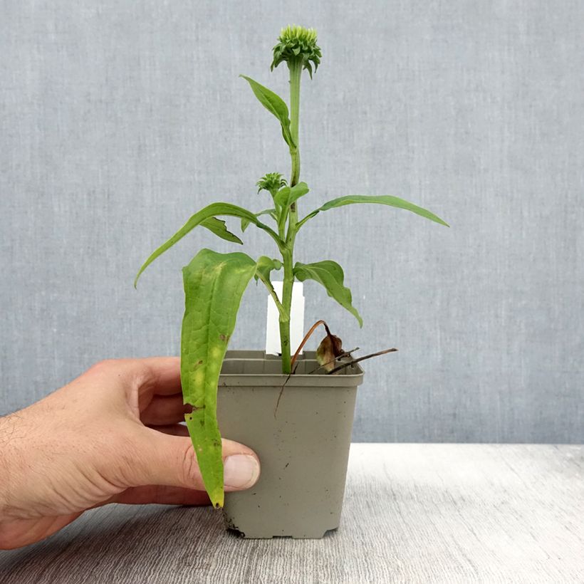 Esemplare di Echinacea Chiquita - Echinacée Godet de 8/9 cm come consegnato in autunno