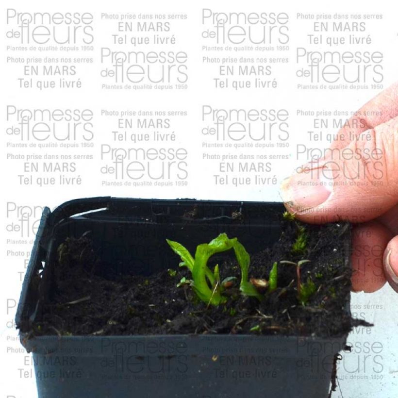 Example of Echinacea purpurea Coupe Soleil Vasetto da 8/9 cm as you get