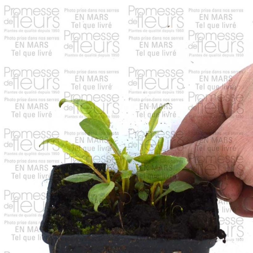 Esempio di esemplare Echinacea purpurea Cranberry Cupcake Vasetto da 8/9 cm come consegnato