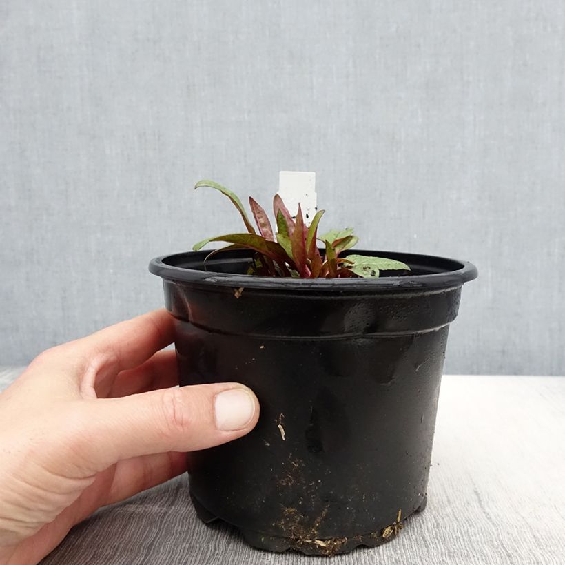 Echinacea purpurea Fatal Attraction Vaso da 2L/3L esemplare consegnato in primavera