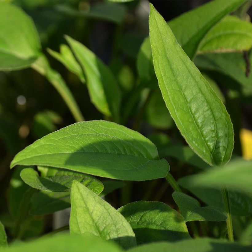 Echinacea purpurea Green Envy (Foliage)