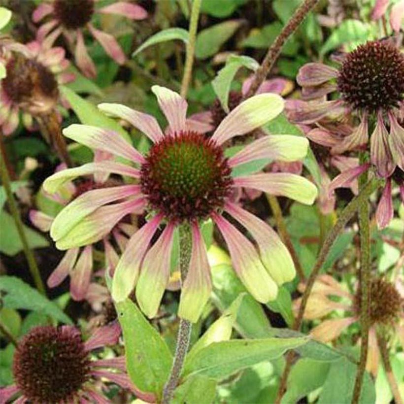 Echinacea purpurea Green Twister (Fioritura)