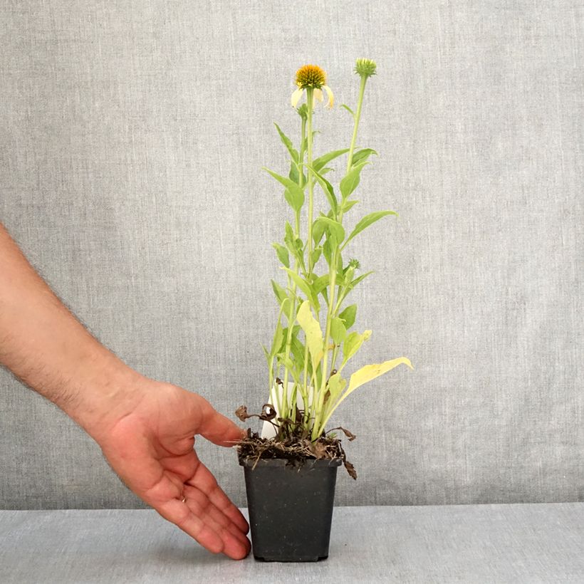 Esemplare di Echinacea purpurea Harvest Moon Vasetto da 8/9 cm consegnato in estate