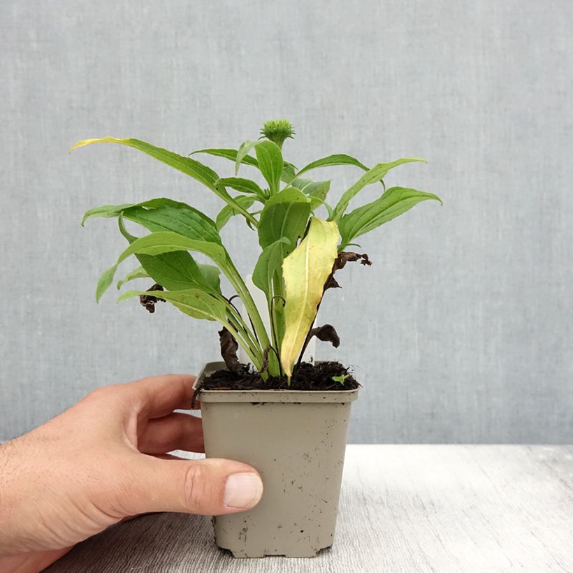Esemplare di Echinacea Harvest Moon - Echinacée Godet de 8/9 cm come consegnato in autunno