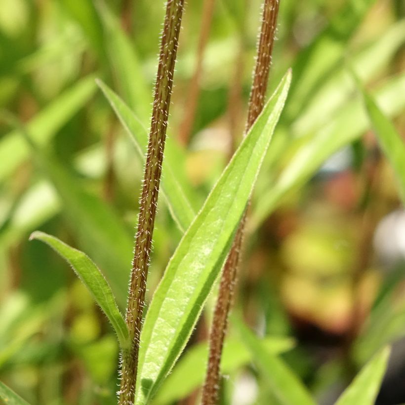 Echinacea JS Engeltje Pretty Parasols (Foliage)