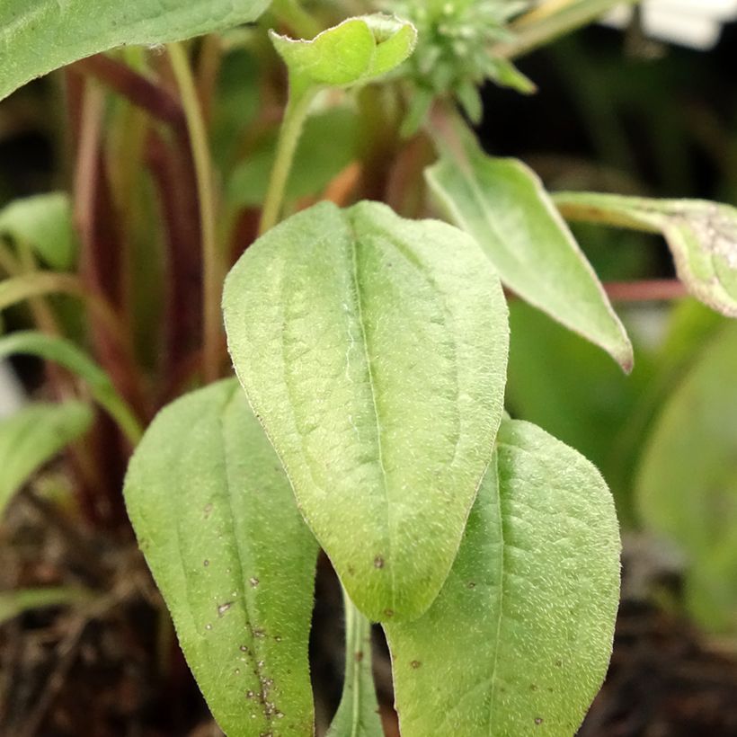 Echinacea Julia (Foliage)