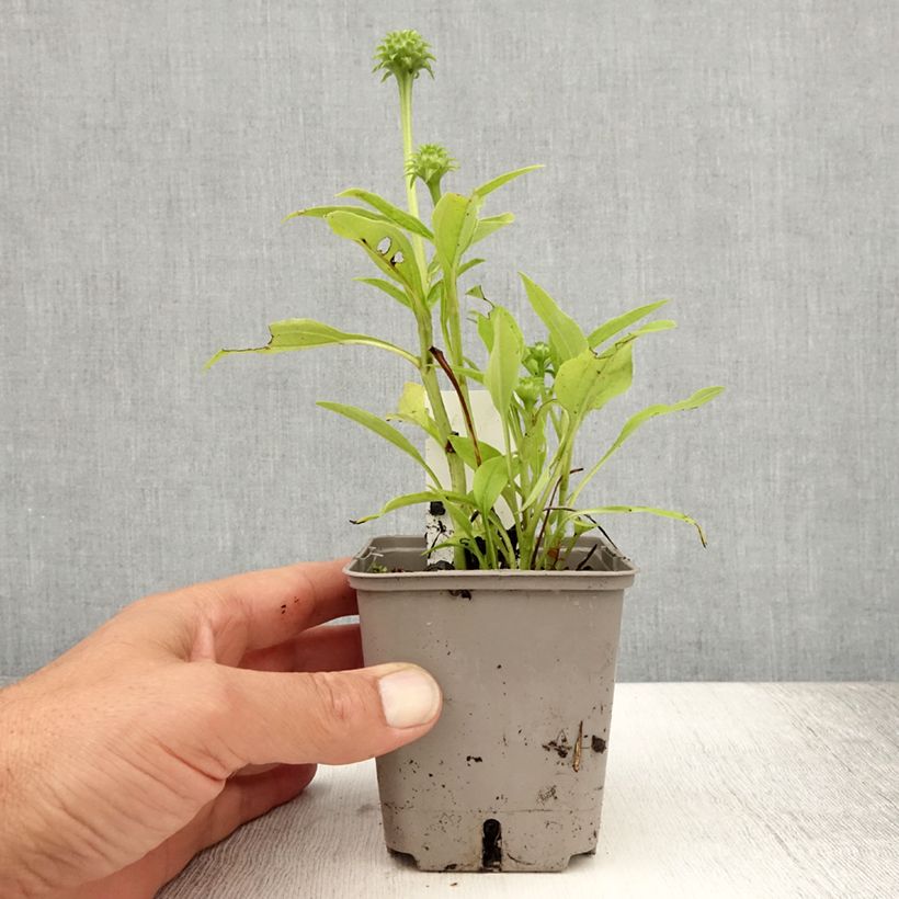Esemplare di Echinacea Kismet White Vasetto da 8/9 cm consegnato in estate