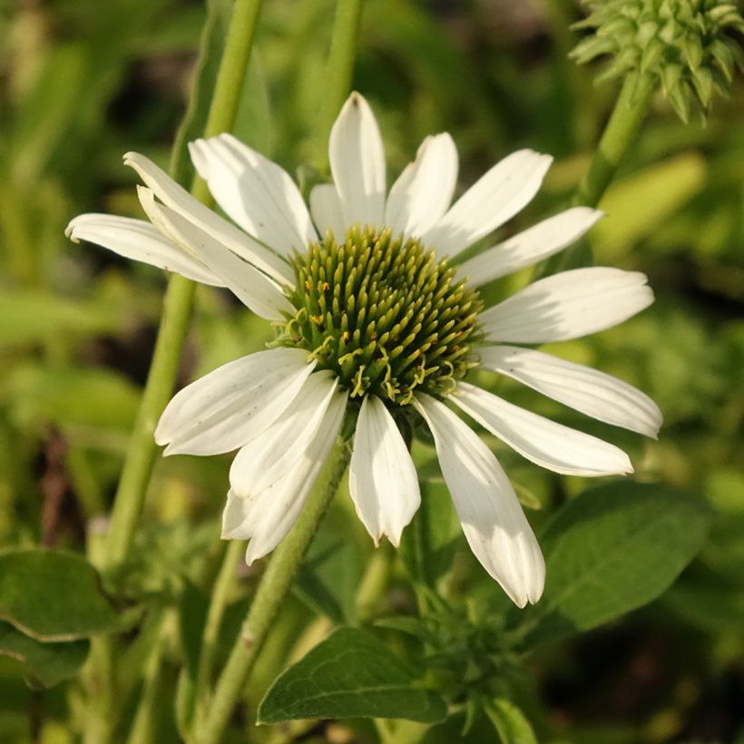 Echinacea Kismet White (Fioritura)