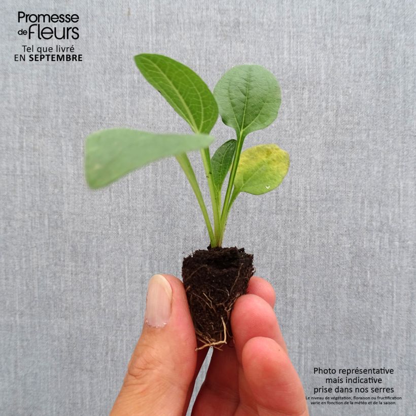 Esemplare di Echinacea purpurea Lakota Orange mini zolla... come consegnato in autunno