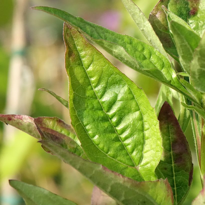 Echinacea purpurea Lakota Red (Fogliame)