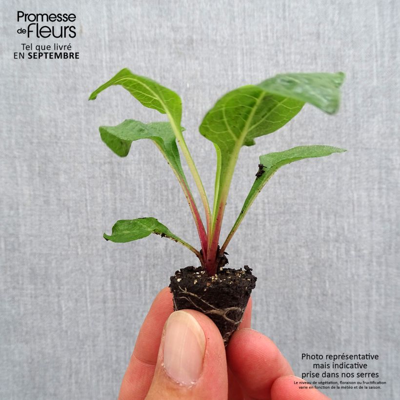 Esemplare di Echinacea purpurea Lakota Red mini zolla... come consegnato in autunno