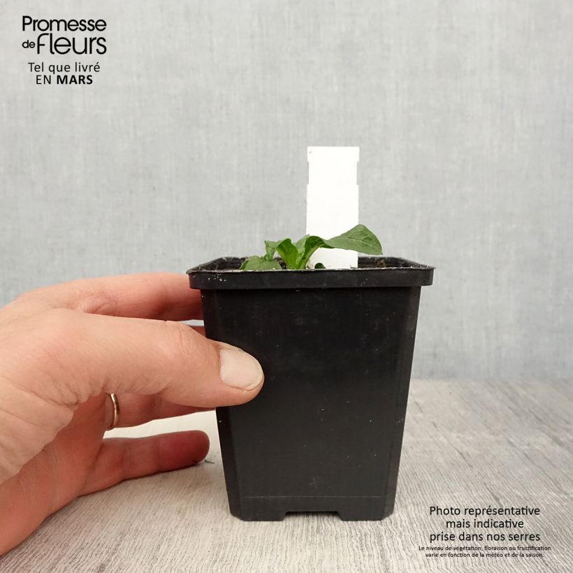 Echinacea purpurea Lakota Yellow Vasetto da 8/9 cm esemplare consegnato in primavera