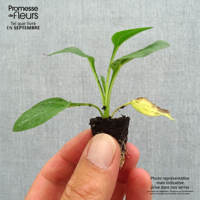 Esemplare di Echinacea purpurea Lakota Yellow mini zolla... come consegnato in autunno