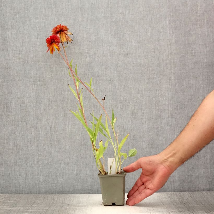 Esemplare di Echinacea purpurea Marmalade Vasetto da 8/9 cm consegnato in estate