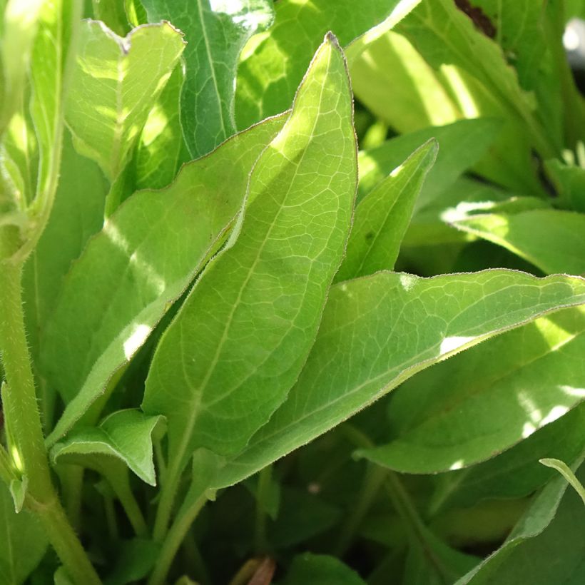 Echinacea Butterfly Orange Skipper (Fogliame)
