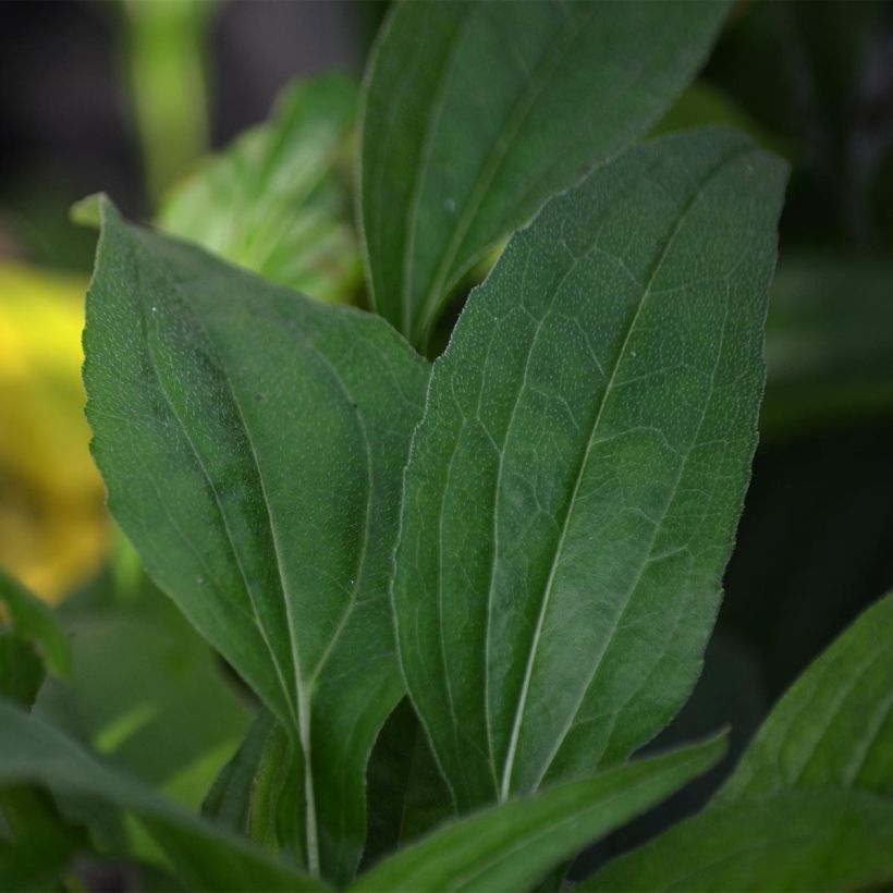 Echinacea purpurea Pacific Summer (Foliage)