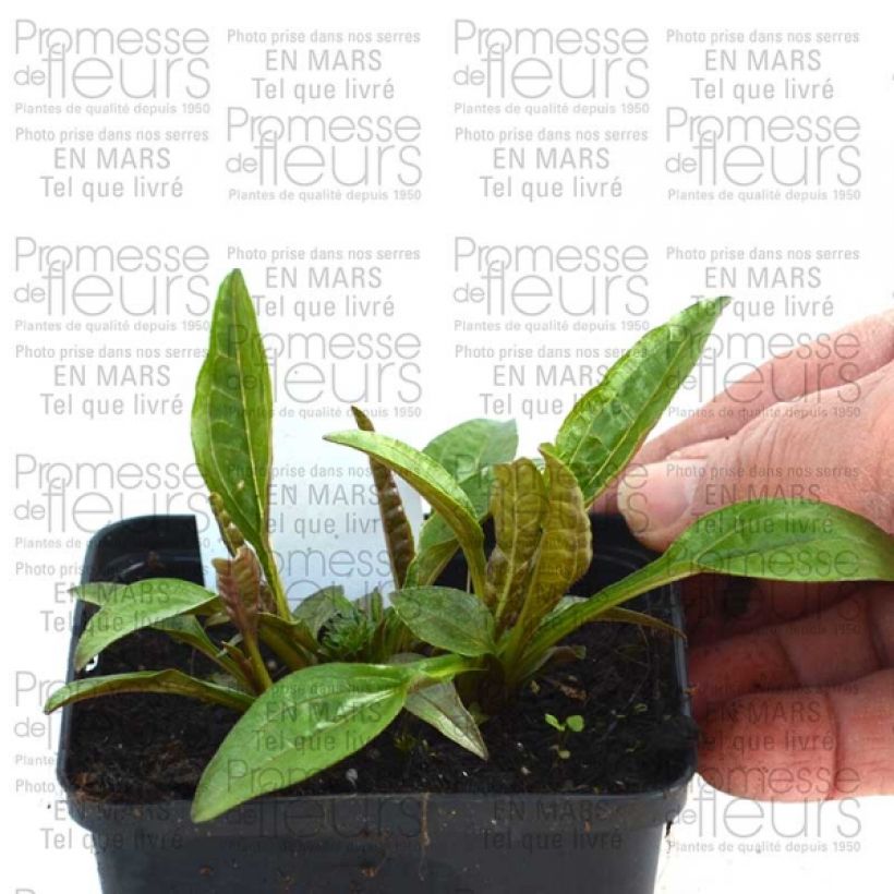 Example of Echinacea purpurea Pacific Summer Vasetto da 8/9 cm as you get