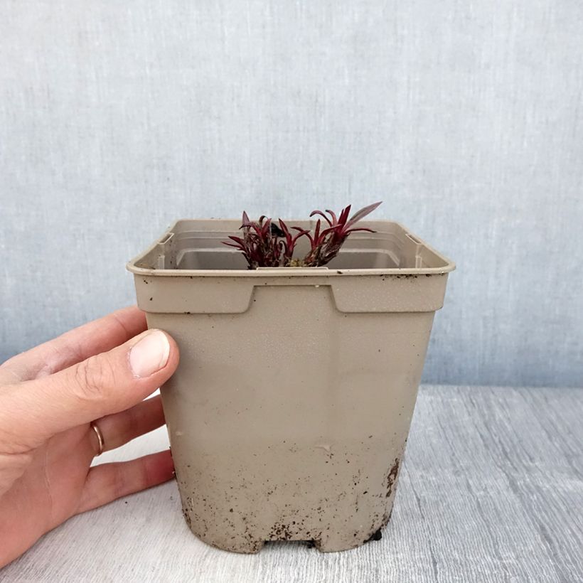 Example of Echinacea pallida Vaso da 2L/3L as you get in printemps