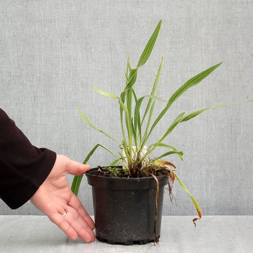 Esemplare di Echinacea paradoxa Vaso da 2L/3L come consegnato in autunno