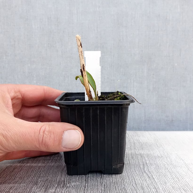 Example of Echinacea purpurea Prima Ruby Vasetto da 8/9 cm as you get in printemps