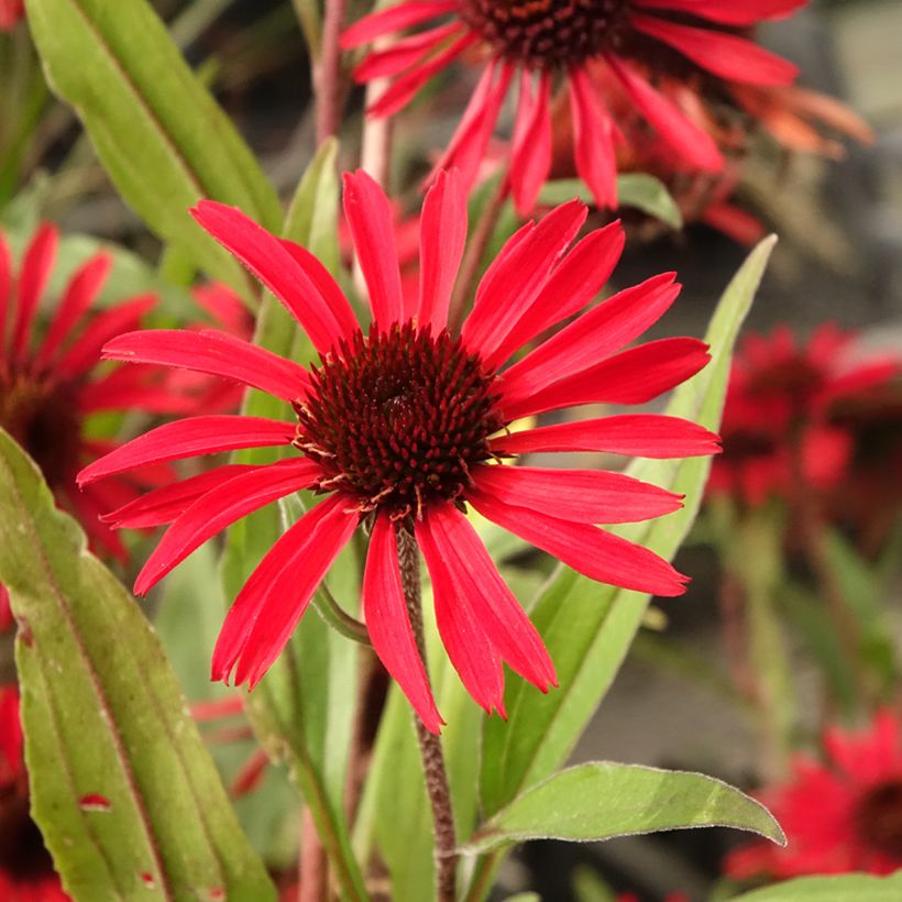 Echinacea purpurea Prima Ruby (Flowering)