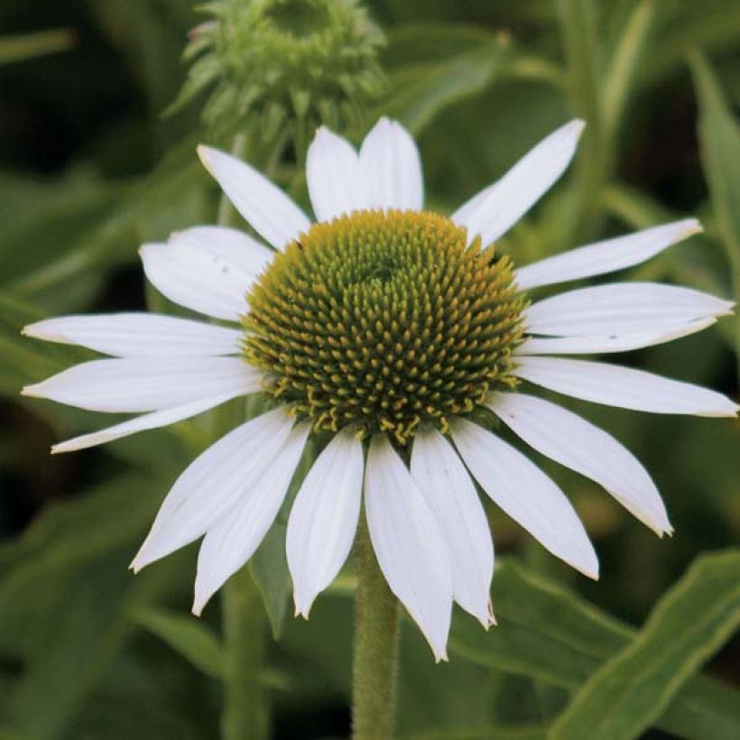 Echinacea purpurea Purity (Flowering)