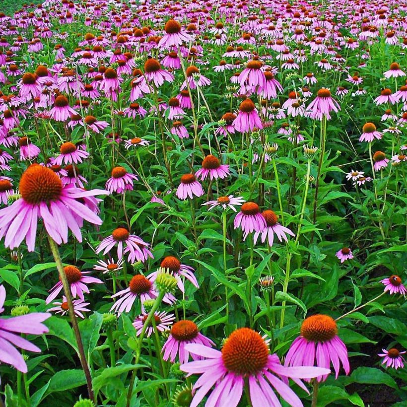 Echinacea purpurea (Flowering)