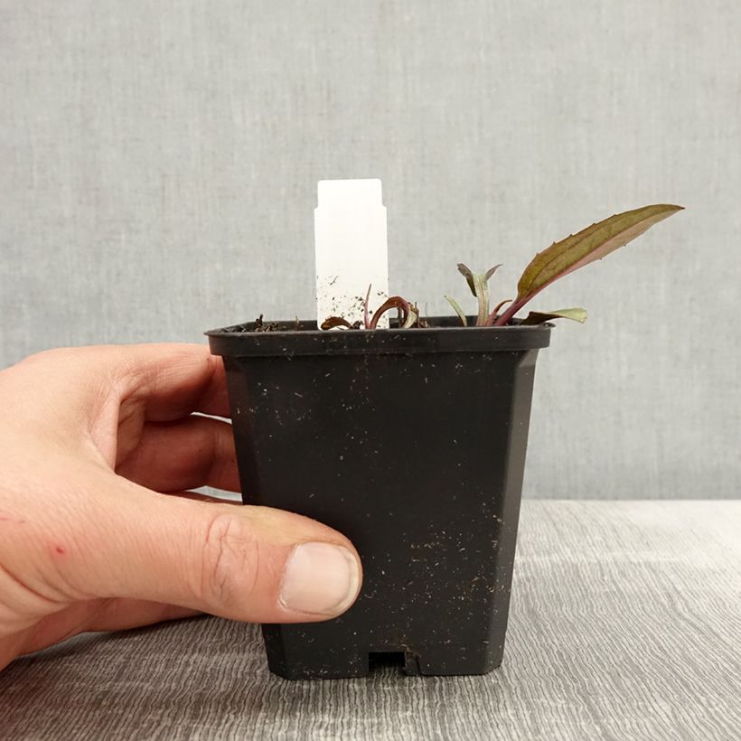 Example of Echinacea purpurea Augustkönigin Vasetto da 8/9 cm as you get in printemps