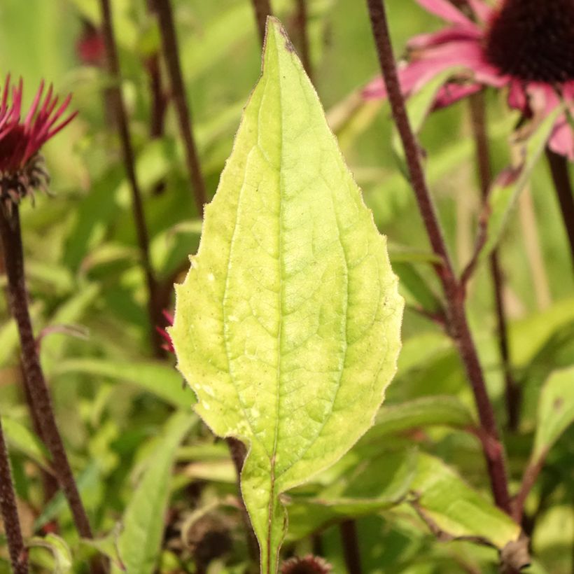 Echinacea purpurea Augustkönigin (Foliage)