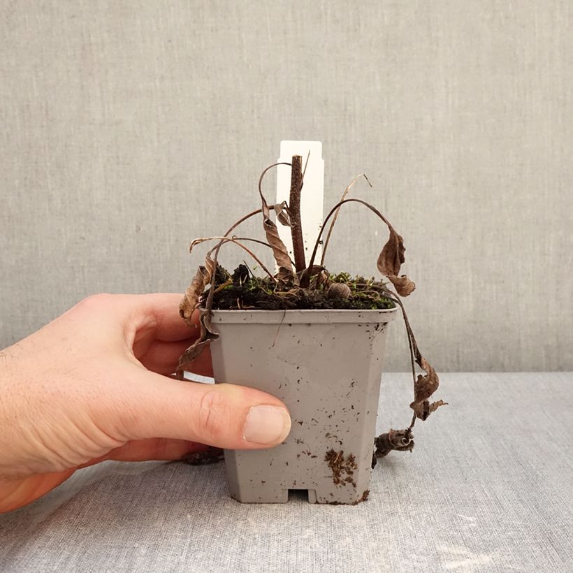 Echinacea purpurea Delicious Candy Vasetto da 8/9 cm esemplare consegnato in inverno