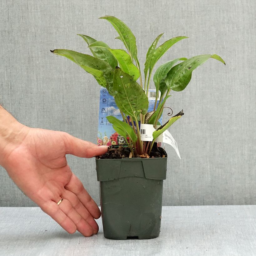 Esemplare di Echinacea purpurea Delicious Candy Vaso da 1,5L/2L consegnato in estate