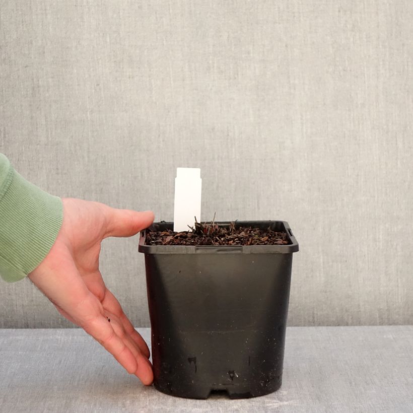 Echinacea purpurea Double Decker Vaso da 2L/3L esemplare consegnato in inverno