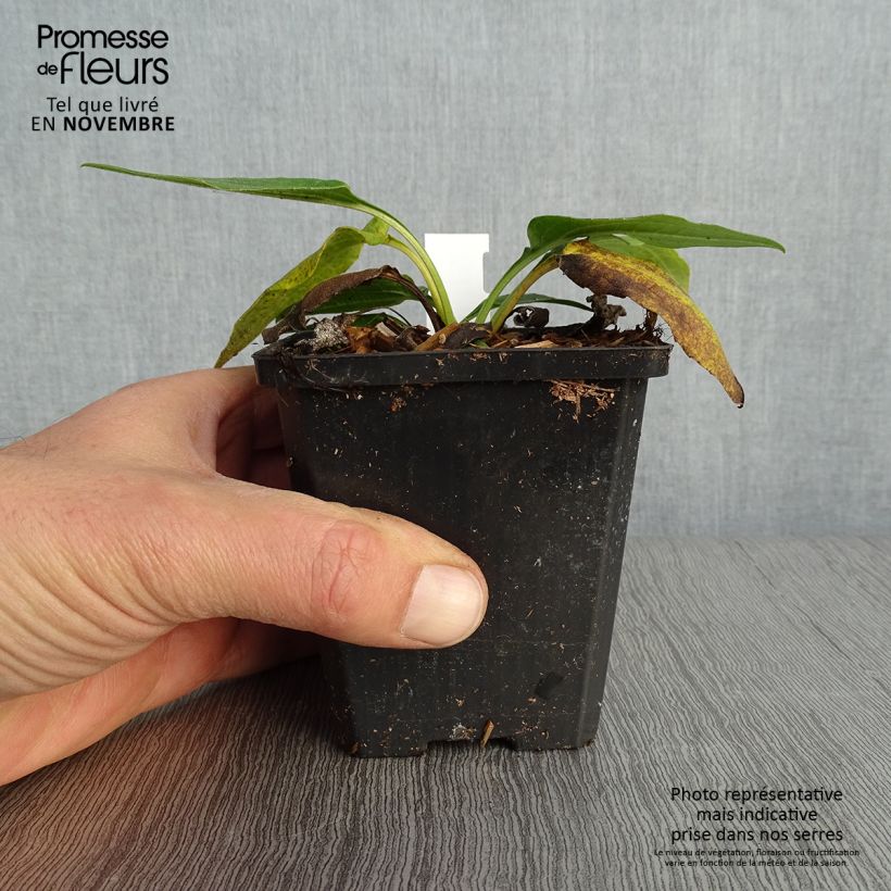 Esemplare di Echinacea purpurea Espinoso Green - Echinacée Godet de 8/9 cm come consegnato in autunno